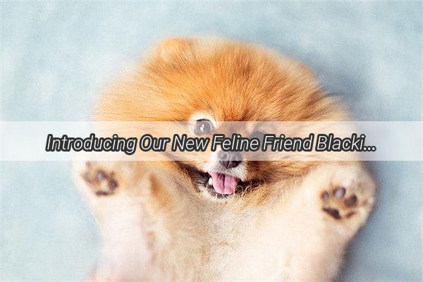 Introducing Our New Feline Friend Blackie the Black Dogs Adorable Kitten Companion